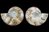 Agatized Ammonite Fossil - Madagascar #113064-1